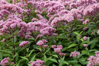 Посконник пятнистый Atropurpureum