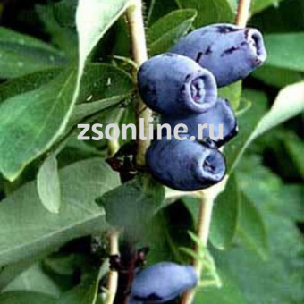 Изображение загружено обработкой по данным файла Excel