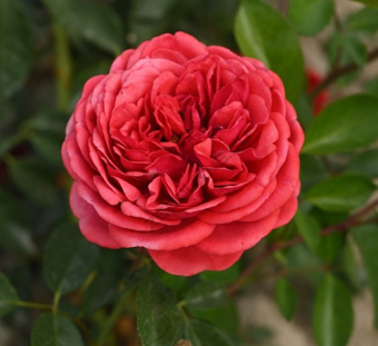 8rosa_kordes_floribunda_out_of_rosenheim