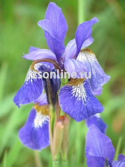 Изображение загружено обработкой по данным файла Excel