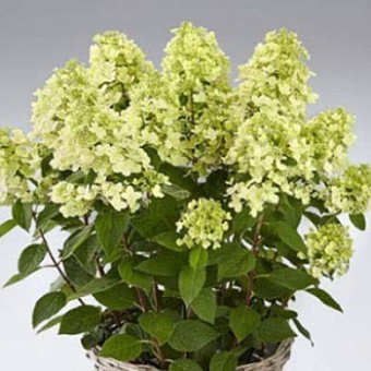 Гортензия метельчатая Панфлора/ЦКорЛюкс
