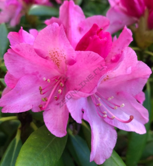 Рододендрон якушиманский Калинка/ЦКорЛюкс