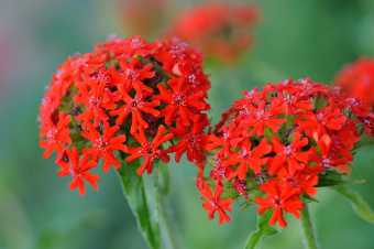 Лихнис халцедонский (Зорька) (С2)