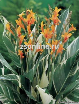 Изображение загружено обработкой по данным файла Excel