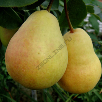 Груша Скороспелка из Мичуринска/ЦКор