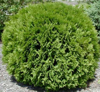 Туя западная Вудварди, Thujia occidentalis Woodwardii, в горшке 2,5л, 30-40 с