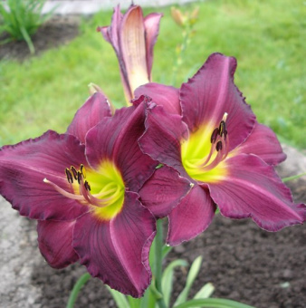 Лилейник гибридный Джордан