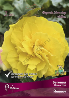 begonia_non_stop_yellow_kaper