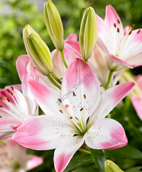 Лилия Азиатская Шугар Лав