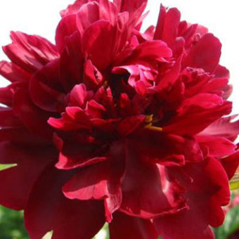 Пион древовидный Лоя́н Рэд (Красный сад Ли)/ЦКор