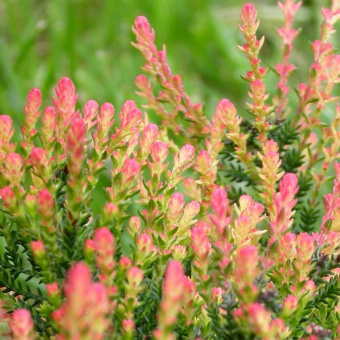 Calluna vulgaris 'Spring Torch'.7d47ad401c24eea2ffd1bc45a219dfb1