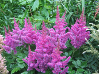 Астильба Арендса Аметист