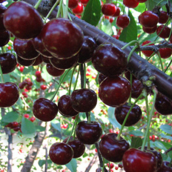 Вишня Спартанка (дюк)/С