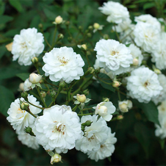 Роза мускусные гибриды Гирлянд д'Амур/ЦКор