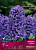Гиацинт садовый Атлантик 14-15/К 3шт