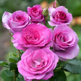 Роза чайно-гибридная Виолетт Парфюм (лилово-розовый)