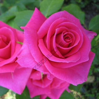 Роза чайно-гибридная Шакира/ЦКор