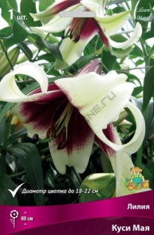 Лилия Куси Мая 14-16/К 1шт