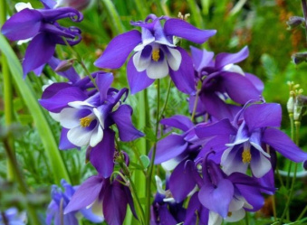 Аквилегия гибридная Спринг Мэджик Блю энд Вайт (С2)