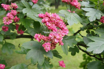 Изображение загружено обработкой по данным файла Excel