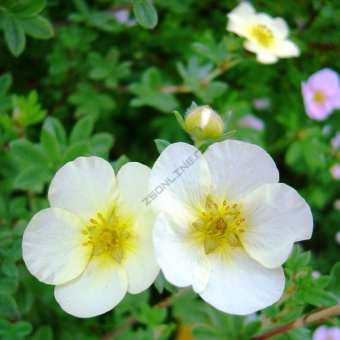 Лапчатка кустарниковая Тилфорд Крем