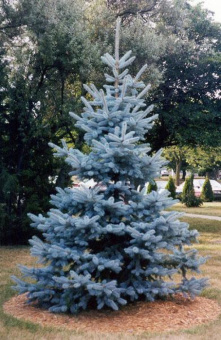 Ель колючая Хупси, Picea pungens Hoopsii, в горшке 5л, 60-80 см