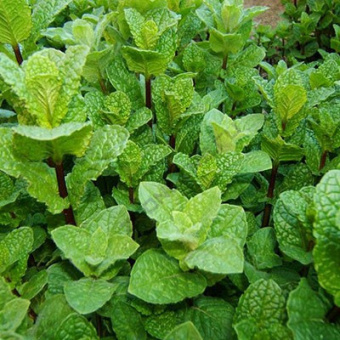 Мята Якима (С1,5)