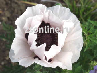 Изображение загружено обработкой по данным файла Excel