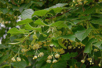 Tilia-cordata-4