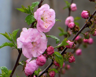 1637612148_50-pro-dachnikov-com-p-mindal-trekhlopastnoi-rozenmund-foto-52