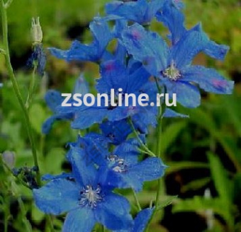 Изображение загружено обработкой по данным файла Excel