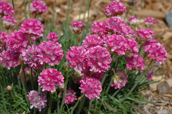 Армерия приморская Рубра (Р9) (цветки красные)