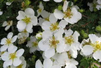 Лапчатка кустарниковая Маунт Эверест