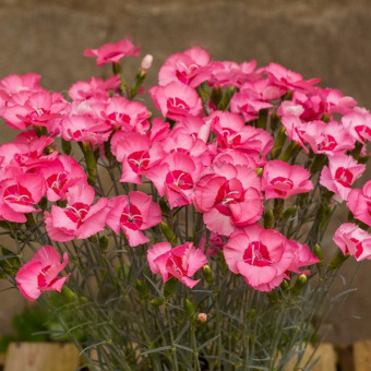 Гвоздика перистая Angel of Hopes