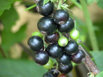 qmqqoof9shslx8uw4r-psi2ah1vjl6h_