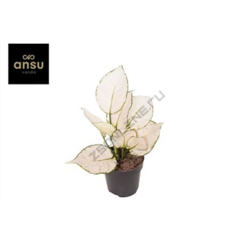 Аглаонема супер вайт  D9см H20см