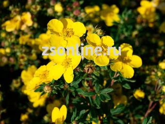 Изображение загружено обработкой по данным файла Excel