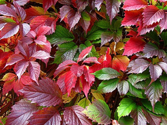 Изображение загружено обработкой по данным файла Excel