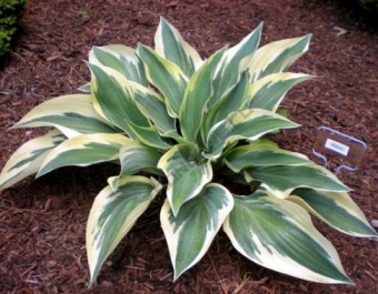 2829a554ffcceed0942b5d2fe5dac9b8