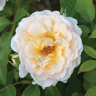 rosa_floribunda_reka_tisa
