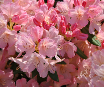 rhododendron_percy_wiseman_6