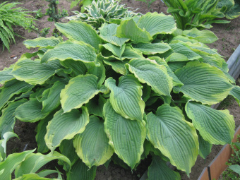 00c70a91c4c2ef8f44484a128c7d0ead3210a00c (1)