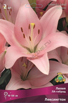 liliya_la_gibrid_leksington_kaper