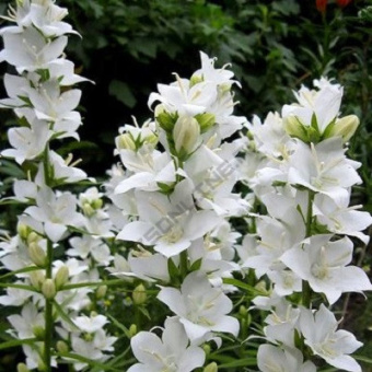 Колокольчик персиколистный Такион Вайт (С1.5)