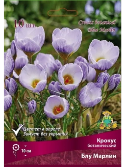 Крокус ботанический Блу Марлин 5+/К 10шт