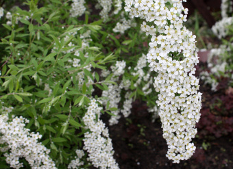 spiraea_cinerea_grefsheim_2015_03_0