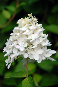 Гортензия метельчатая Грандифлора