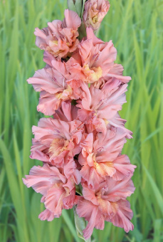 Гладиолус Шоколадное Парфэ