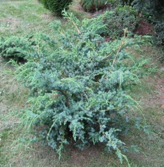 juniperus-chinensis-blue-alps-3