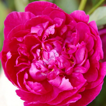 2295e3f838c6683cd8412afa22e4d52a 1